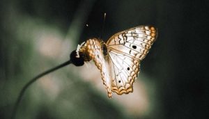 immagini di buona domenica